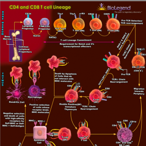 分享10张好看常用免疫学通路图